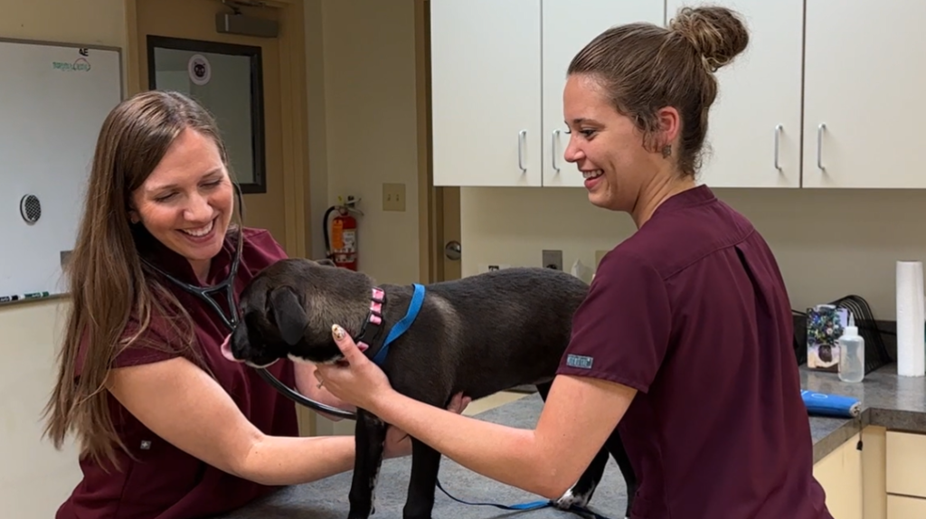 DVM Careers | Blue River PetCare